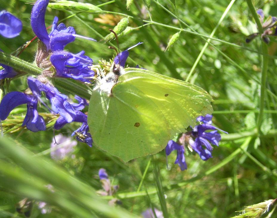 Gonepteryx rhamni: maschietto e femminuccia